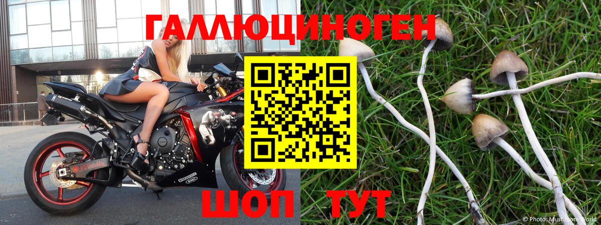 Псилоцибиновые грибы прущие грибы Петрозаводск